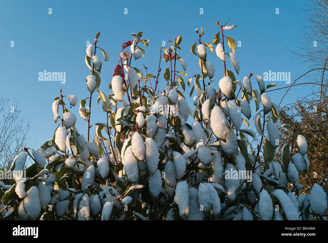 Photinia x fraseri 'Red Robin' nach Schneefall im Winter Stockfotografie -  Alamy