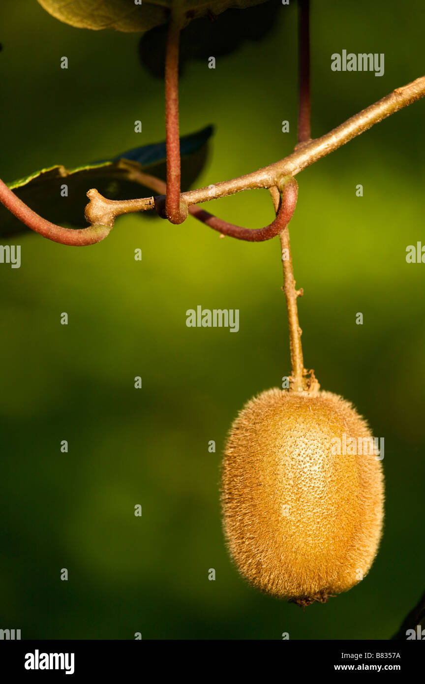 Kiwi Schnitt Deliciosa Landes Frankreich Stockfoto