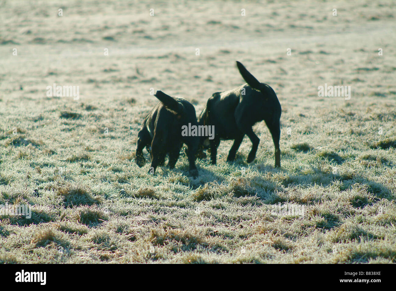 zwei schwarze Hunde im Feld Frack Stockfoto