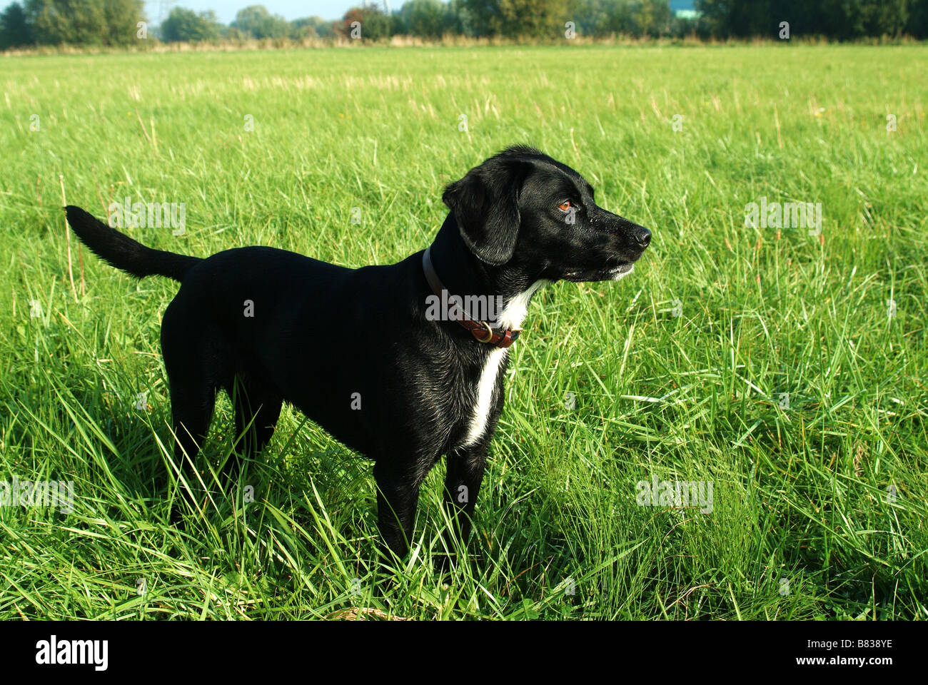 Profil von Springer Spaniel cross Labrador Stockfoto