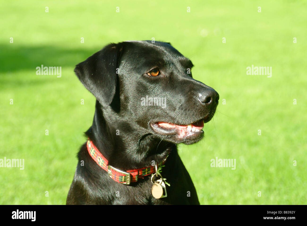 Stammbaum schwarze Labrador Stockfoto