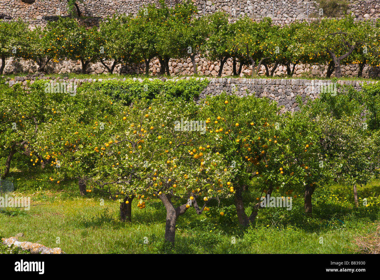 Orange Grove, Fornalutx, Mallorca, Spanien Stockfoto