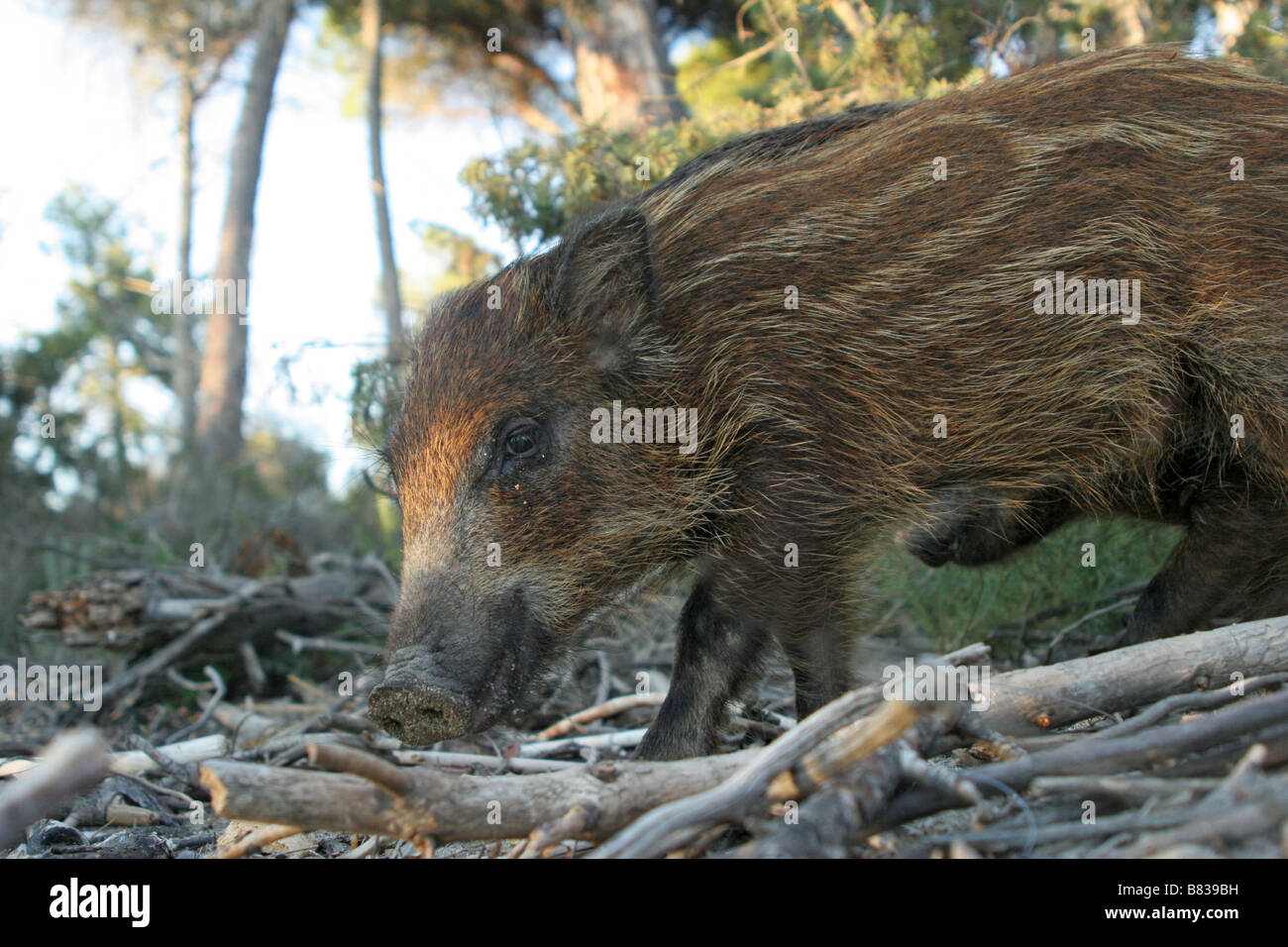 Wildschwein, Sus Scrofa, Säugetiere, Ferkel, Holz, Suidae, Allesfresser, Zentral-Europa, Mittelmeerraum Stockfoto