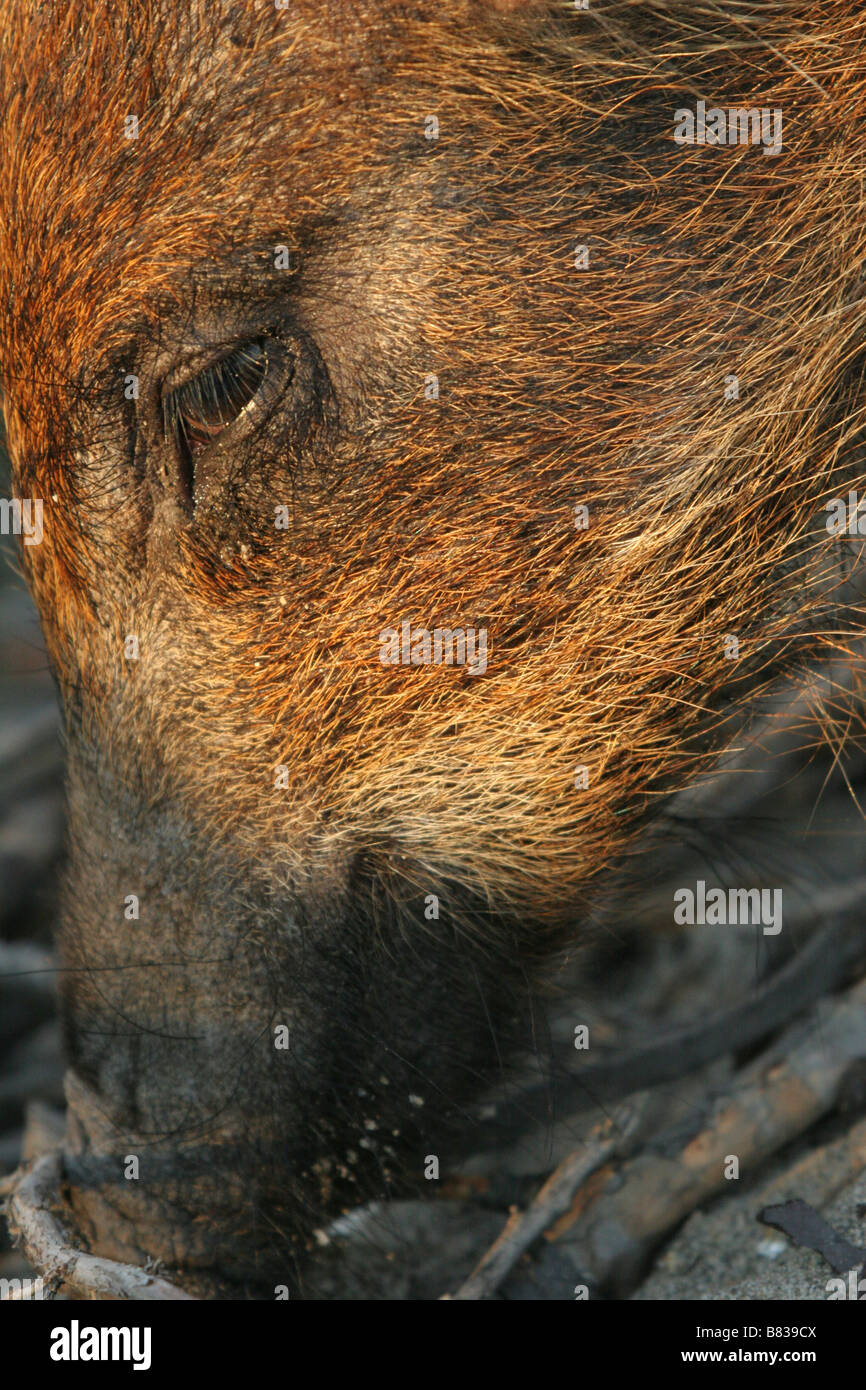 Wildschwein, Sus Scrofa, Säugetiere, Ferkel, Holz, Suidae, Allesfresser, Zentral-Europa, Mittelmeerraum Stockfoto