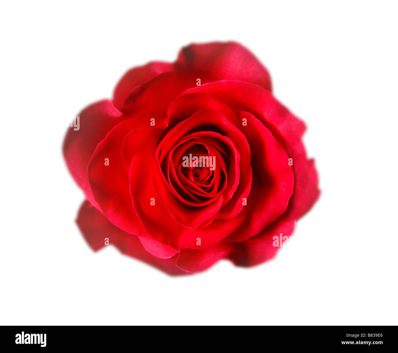 rote Rose auf weißen Studio-Hintergrund zeigt das Herz oder die Mitte der Rose in diesem horizontalen Bildmitte Stockfoto