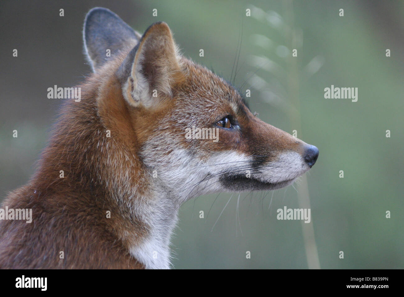 Fox Cub in der Nähe seiner Höhle Stockfoto