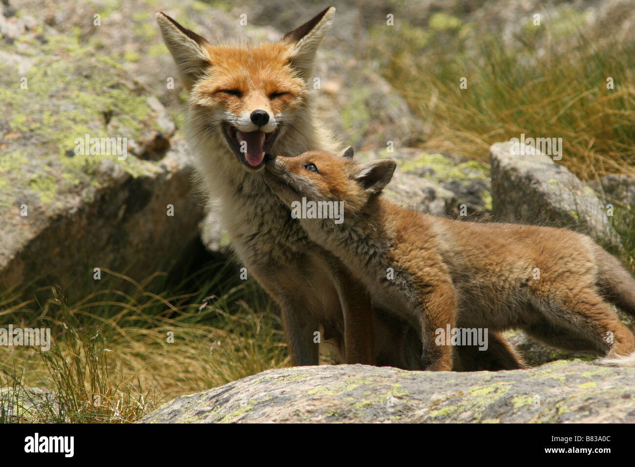 Fox Cub in der Nähe seiner Höhle Stockfoto