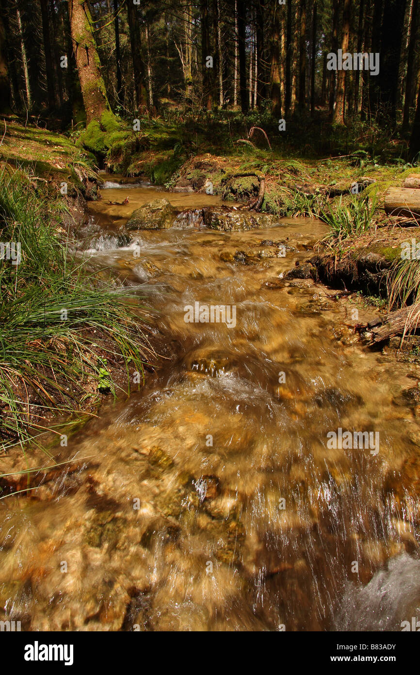 Ein schnell fließender Waldbach. Stockfoto