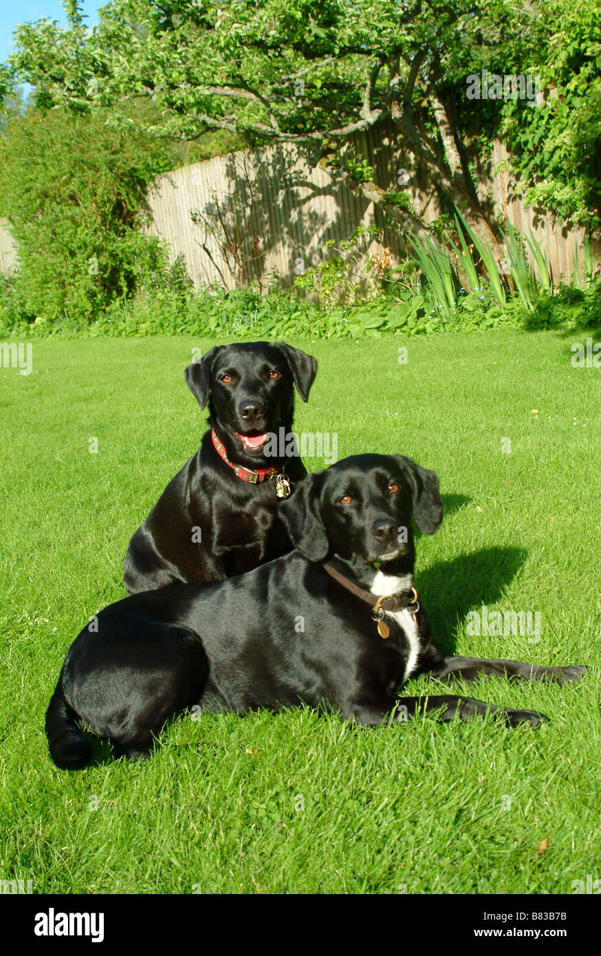 Schwarzer Labrador und Springador im Portraitbild Stockfoto