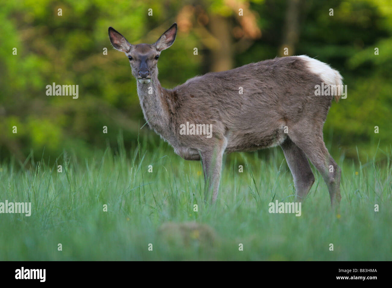 Hirsche, Wiederkäuer Säugetiere, Cervidae, Animalia, Chordata, Mammalia, Paarhufer, Ruminantia, Europa, Asien, Nordamerika, Holz Stockfoto