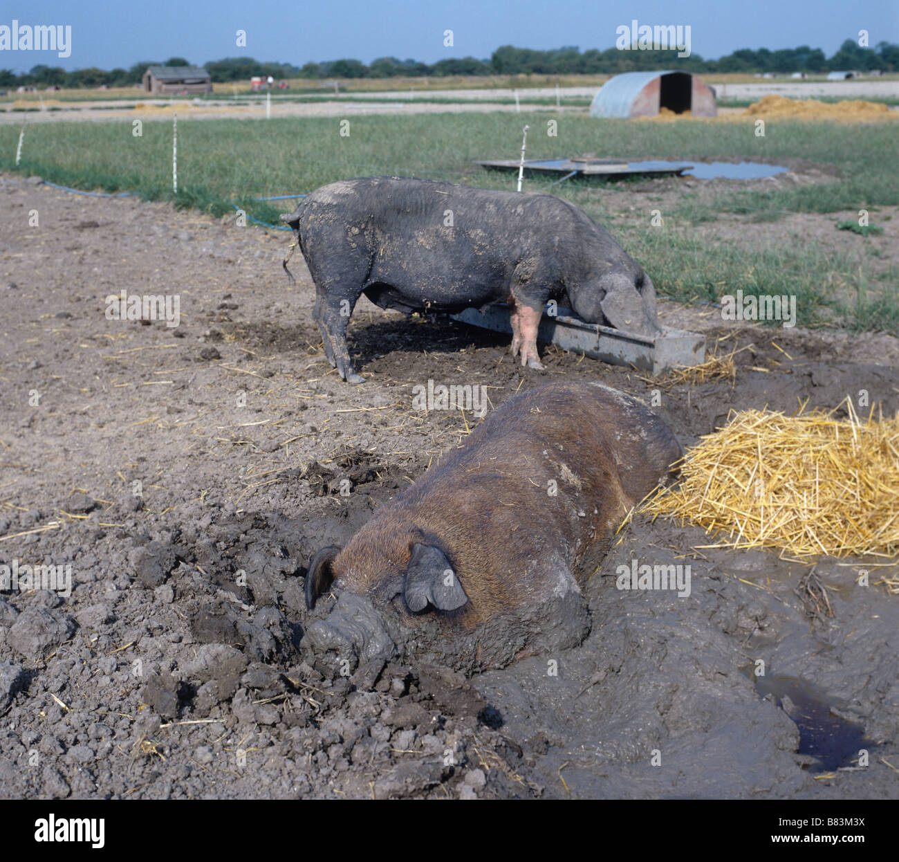 Duroc-Eber suhlen im Schlamm an einem heißen Sommertag am Biobauernhof Stockfoto