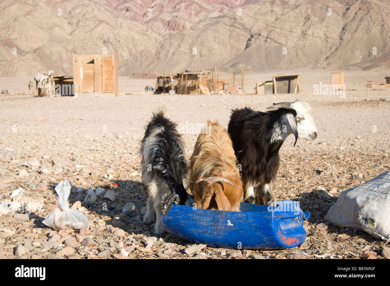 Ziegen fressen aus einem Karton in dem Dorf Ras Abu Gallum, nördlich der Sinai Resort Dahab in Ägypten Stockfoto