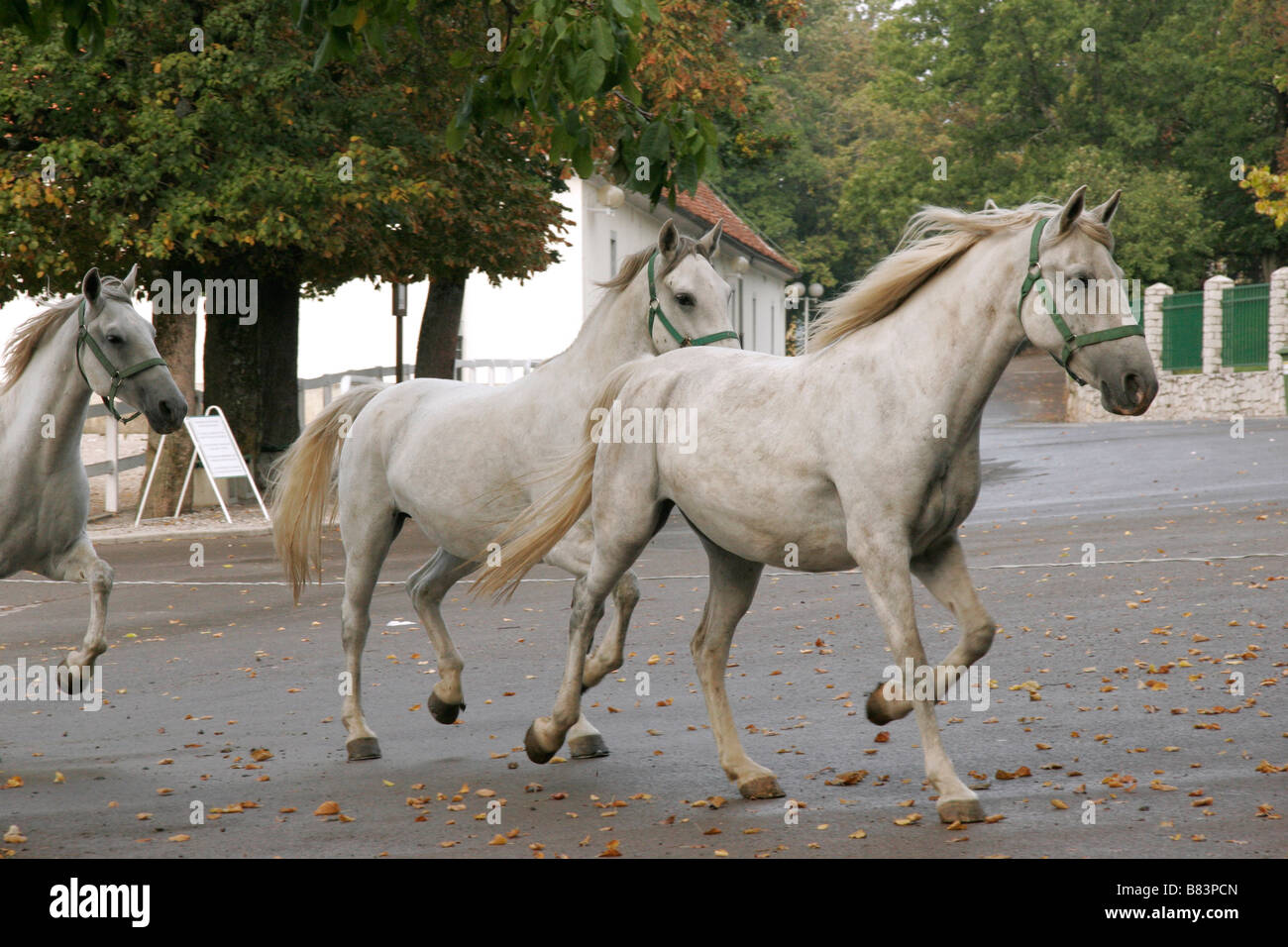 Lipizzaner Pferde verlassen ihre Ställe zu gehen, um im Gestüt Kobilarna Lipica in Slowenien Primorska Weide Stockfoto