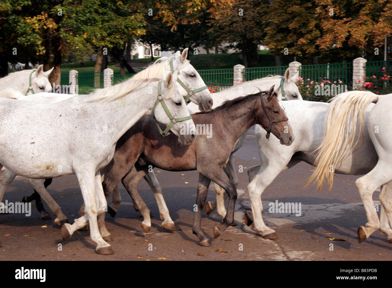 Lipizzaner Pferde verlassen ihre Ställe zu gehen, um im Gestüt Kobilarna Lipica in Slowenien Primorska Weide Stockfoto