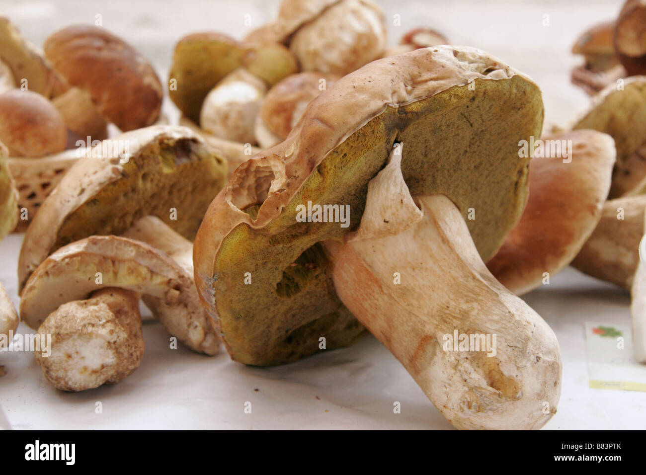 Jurcek Pilze auf Plecniks Markt in Pogacarjev Trg, in die Hauptstadt Ljubljana, Slowenien Stockfoto