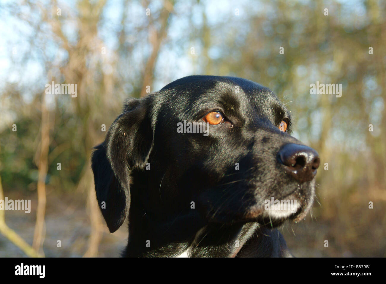 Schwarze Labrador cross Springer Spaniel Profilbilder Stockfoto