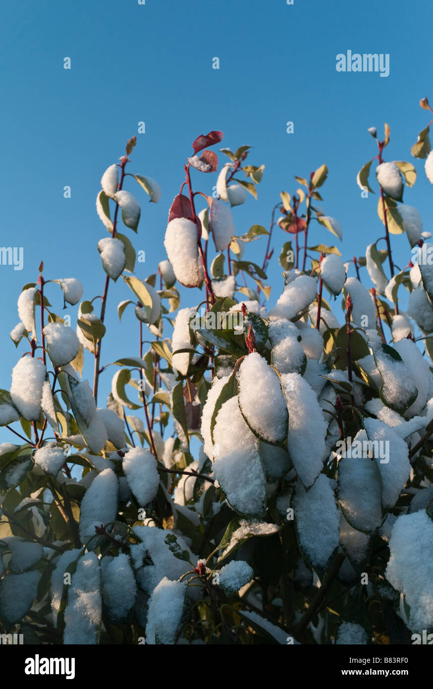 Photinia X fraseri "Red Versuchsprogramms nach Schneefall in einem Garten Stockfoto