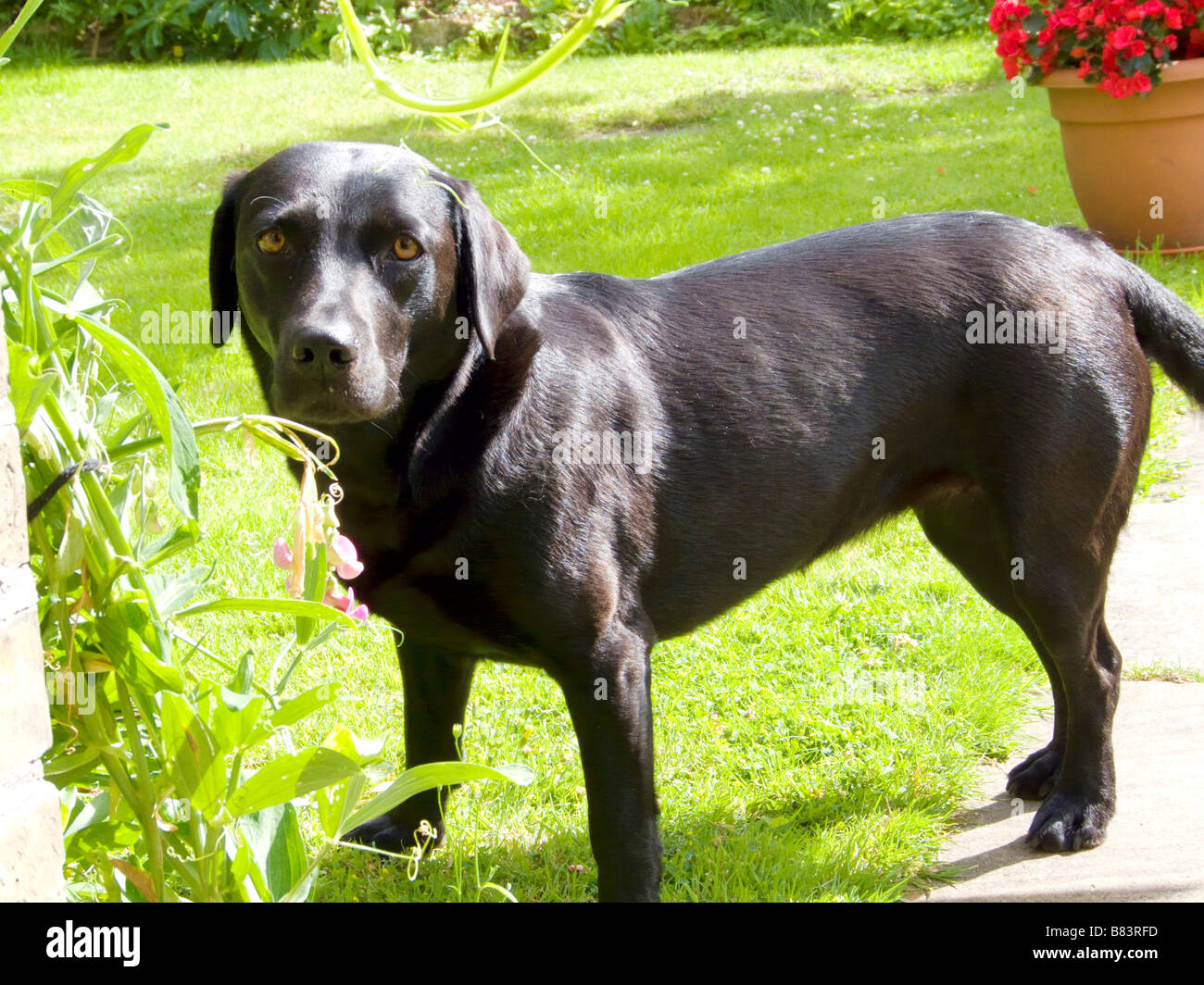 Schwarze Labrador im Garten Stockfoto