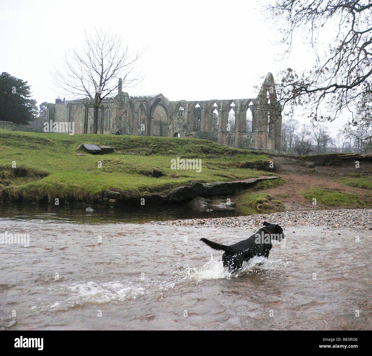 Ruinen von Bolton Priory auf Flusses Wharfe, mit Hund im winter Stockfoto