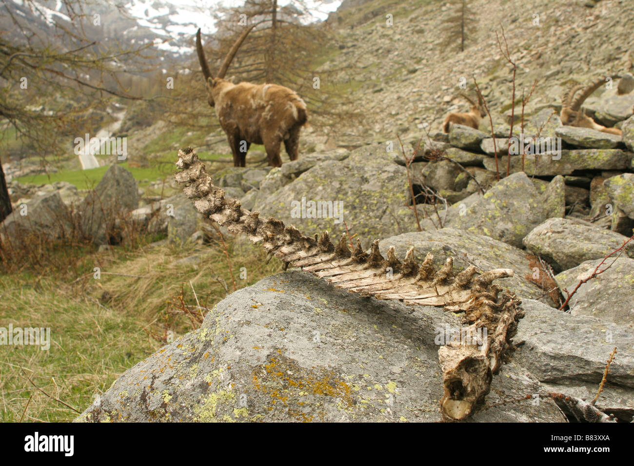 Alpine Ibex, Capra Ibex, Stambecco, Europäische Alpen, Gran Paradiso, Italien, Animalia, Chordata, Mammalia, Artiodatyla, Horntiere, Capra Stockfoto