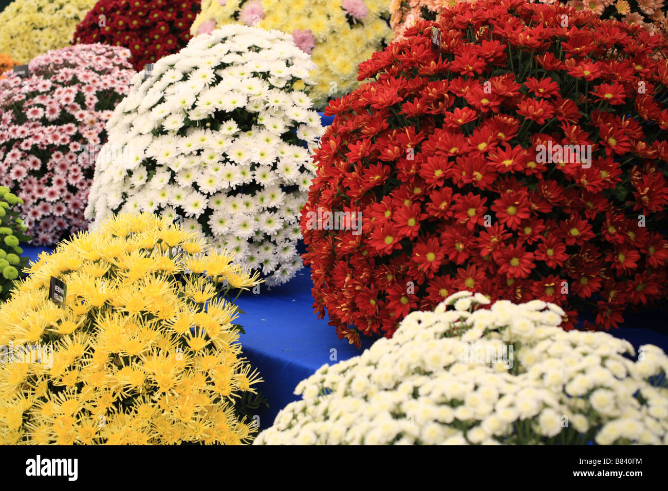 "Chrysanthemen" zeigen im RHS, königliche Gartenbaugesellschaft Tatton Park. "Flower Show" Multi farbige Blumen auf dem Display. Stockfoto