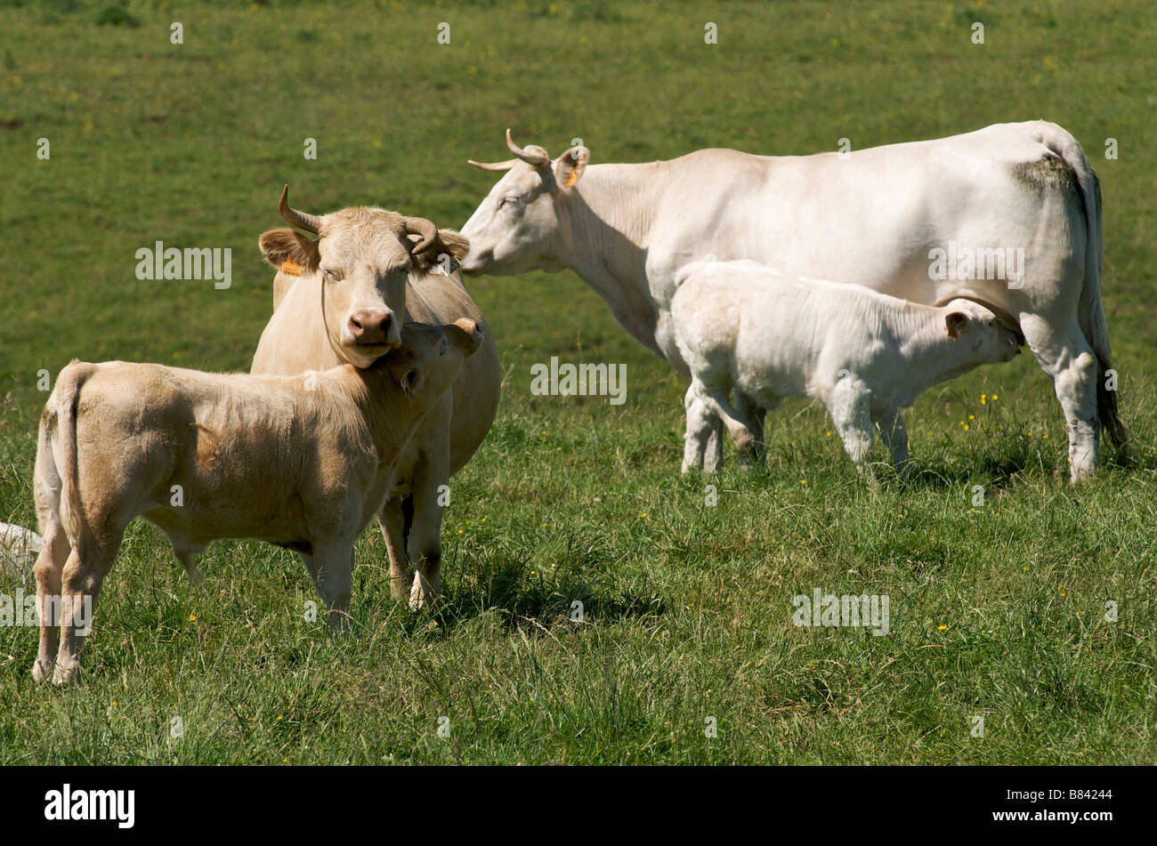 Kühe, Kälber füttern. Auvergne.France Stockfoto