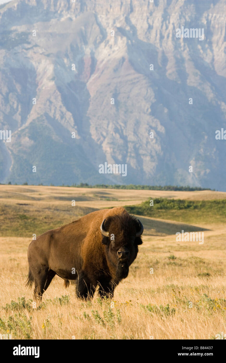 Buffalo in bergigen Ausläufern, Waterton Lakes National Park, Alberta, Kanada. Stockfoto