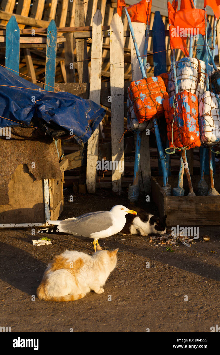 Möwen und Katze warten auf Fisch links Overs Essaouira Marokko Stockfoto