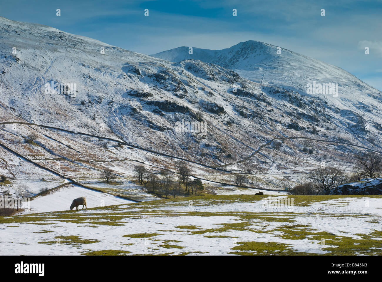 Schafbeweidung auf verschneiten Gebiet in der Nähe von Thirlspot, von Lakelandpoeten, Lake District National Park, Cumbria, England UK übersehen Stockfoto