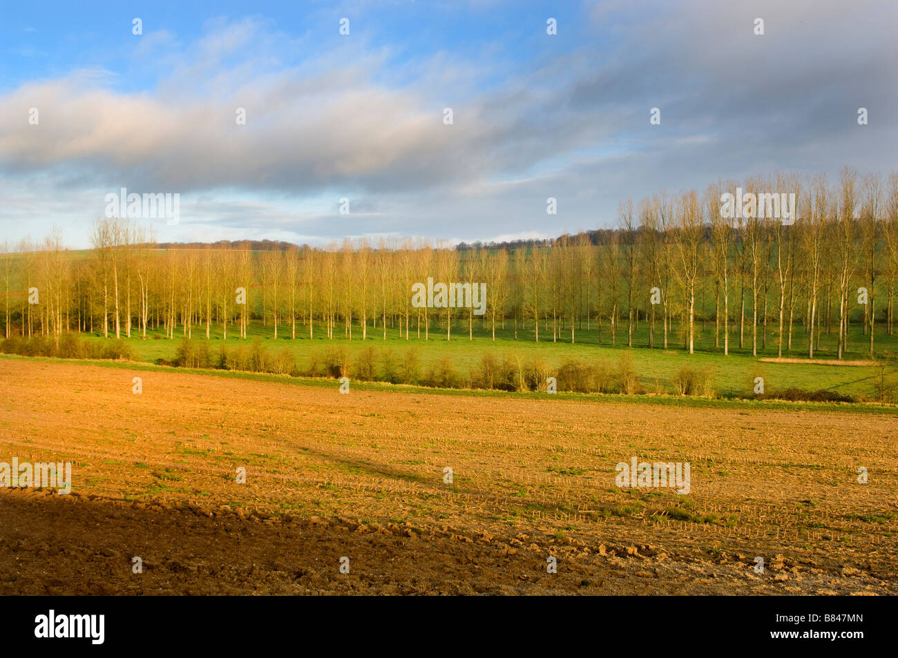 Frankreich-Reihe von Pappeln im zeitigen Frühjahr Sonnenlicht Stockfoto