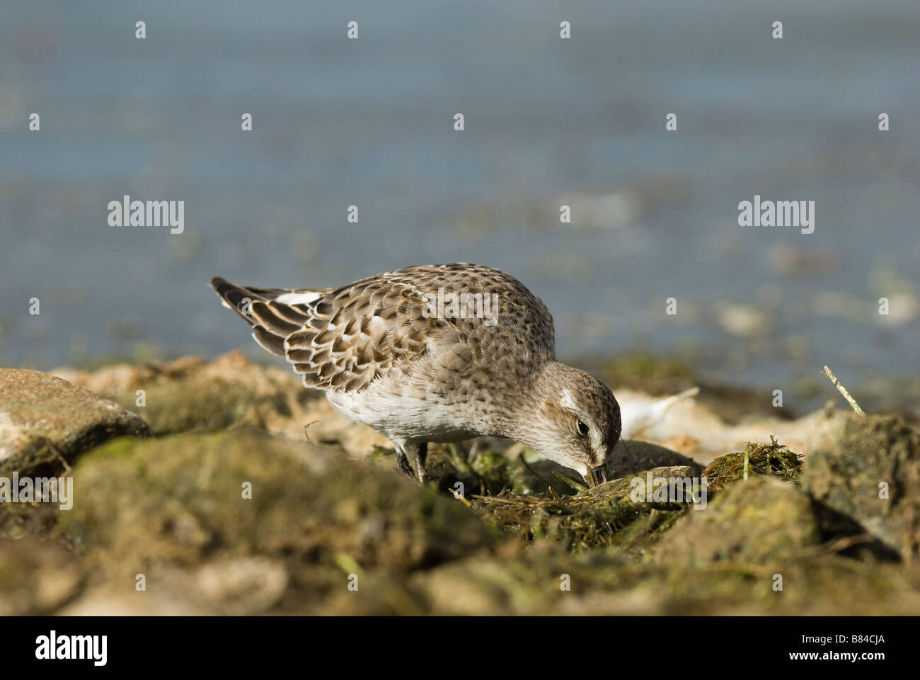 WHITE RUMPED STRANDLÄUFER Calidris Fuscicollis Qualitätsorientierung nationale Natur-Reserve-Wales Stockfoto