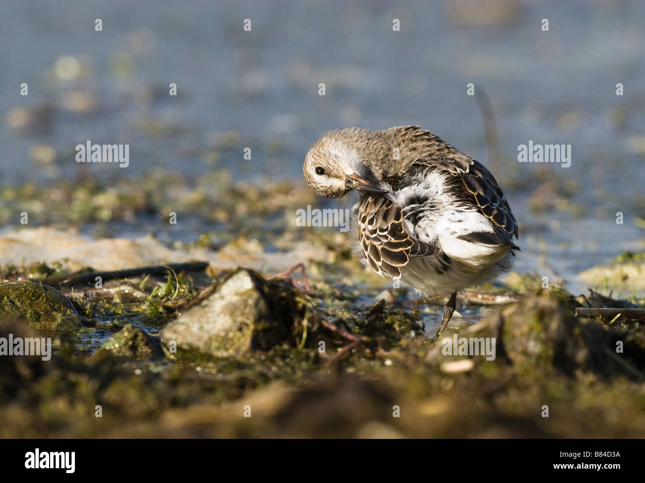 WHITE RUMPED STRANDLÄUFER Calidris Fuscicollis Qualitätsorientierung nationale Natur-Reserve-Wales Stockfoto
