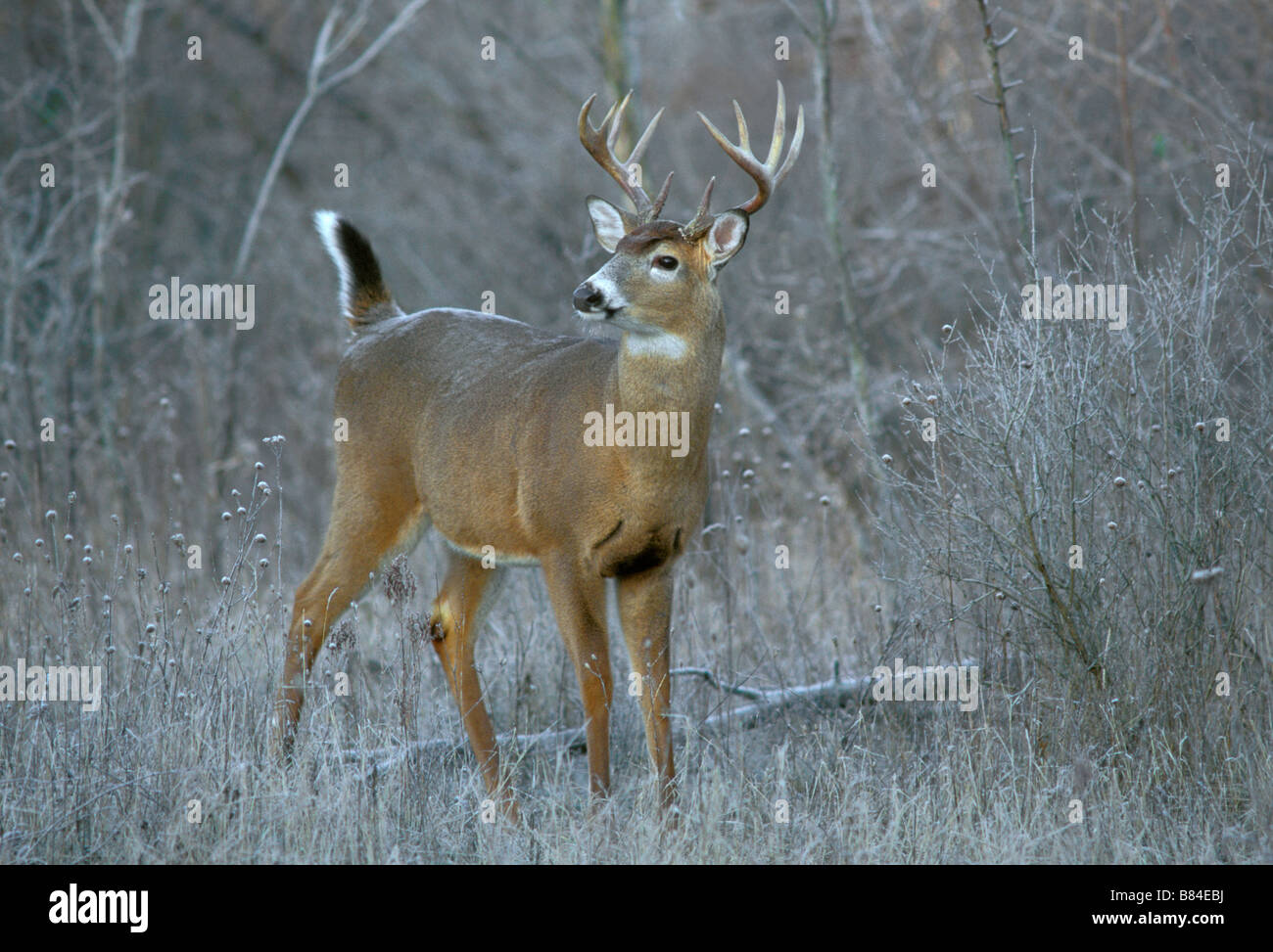 White tailed deer Buck Winter Odocoileus virginianus östlichen Vereinigten Staaten, durch Überspringen Moody/Dembinsky Foto Assoc Stockfoto
