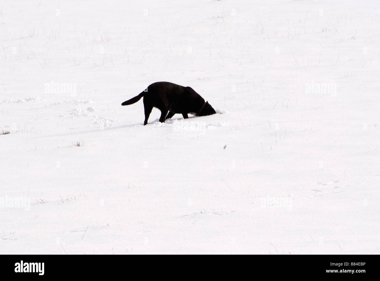 Schwarze Labrador vergräbt den Kopf in Schnee Stockfoto