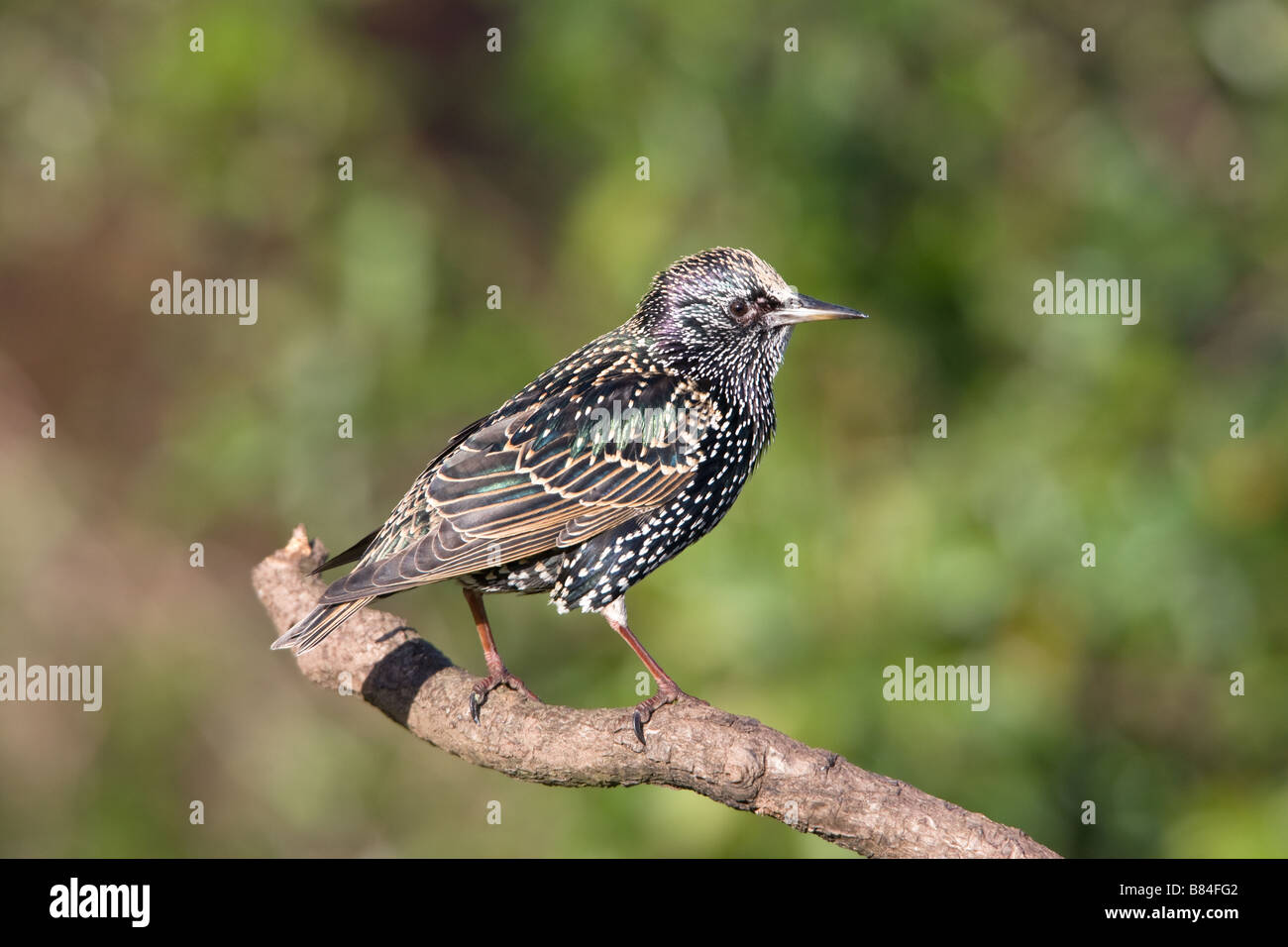 Gemeinsamen Starling Sturnus Vulgaris erwachsener Winter plumaged Vogel sitzend auf einem Toten Ast Stockfoto
