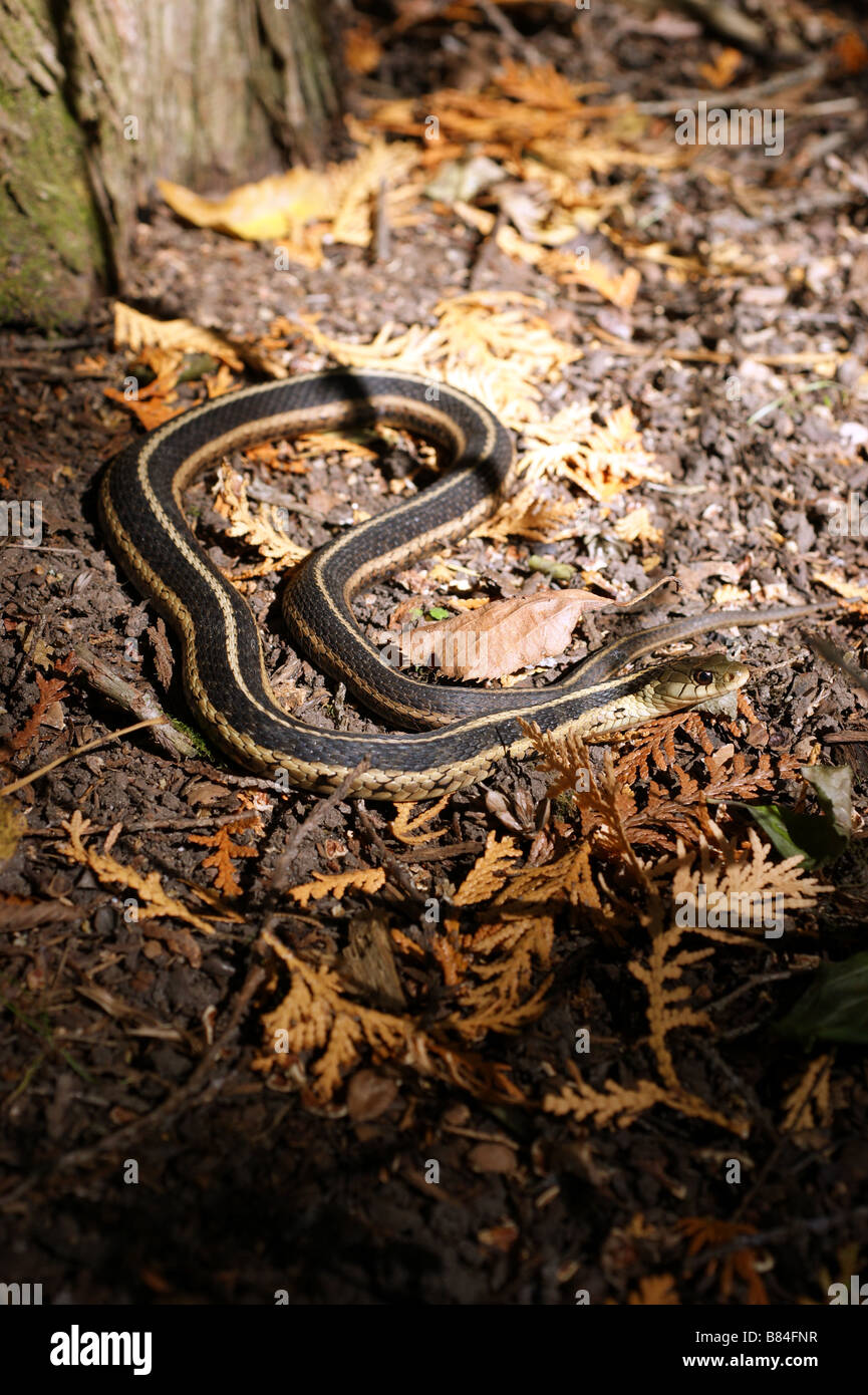 Strumpfband-Schlange, die sich im Herbst Sonne aufgewärmt Stockfoto