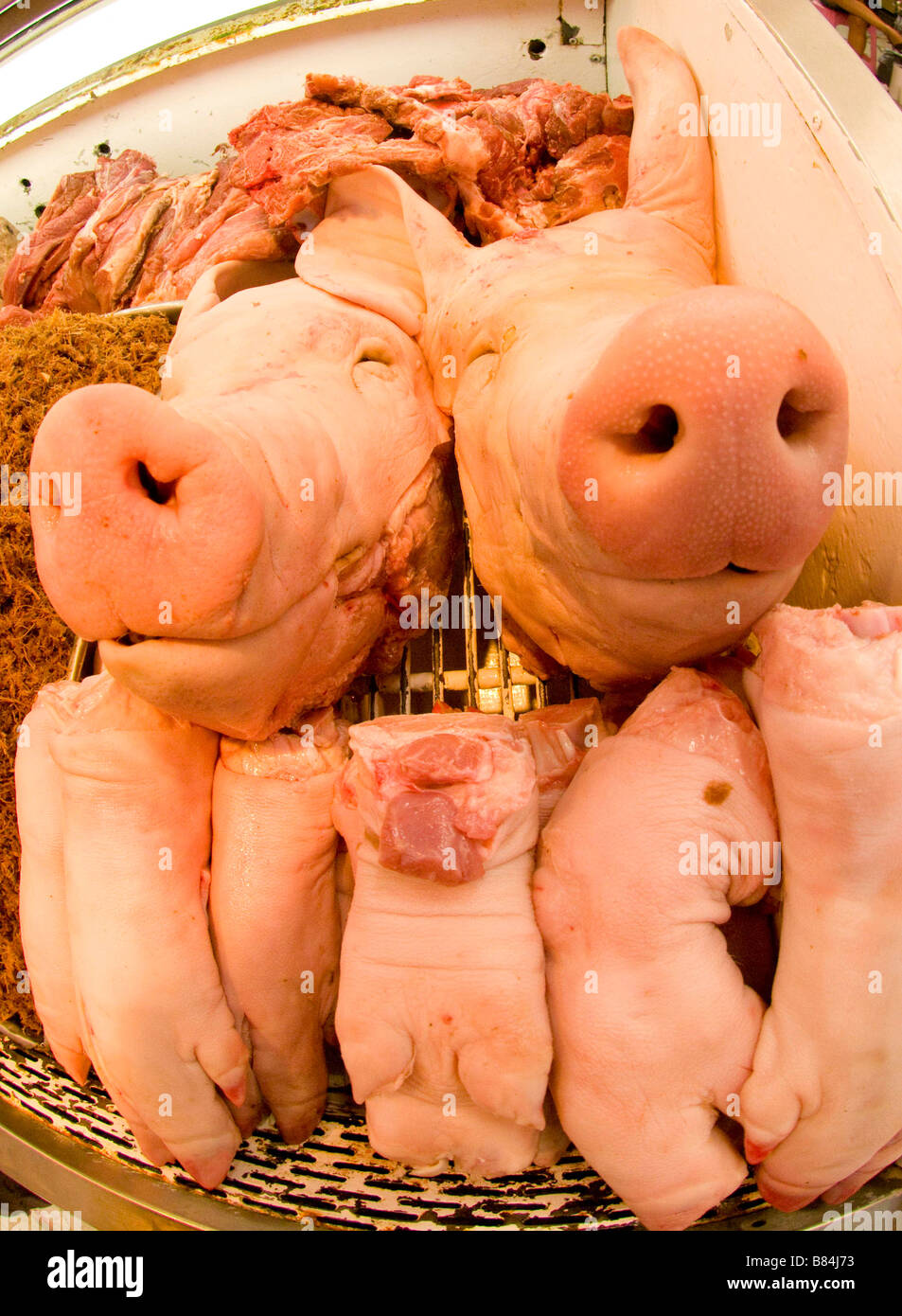 Mexiko SINOLA Zustand alte MAZATLAN Mercado Central kommunalen Markt schlachtete Schweine Köpfe und Füße am Fleischmarkt angezeigt. Stockfoto