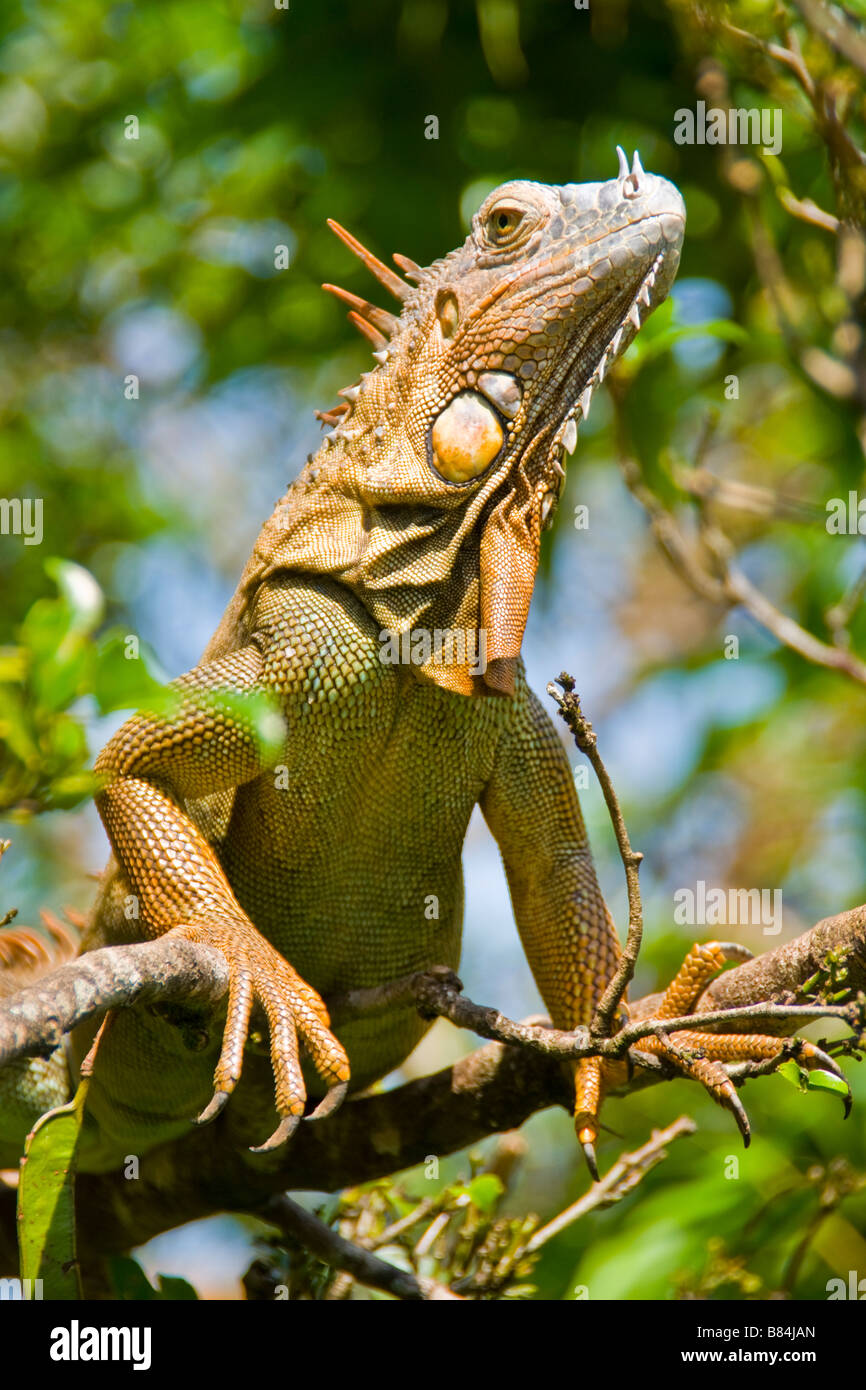 Grüner Leguan (Iguana Iguana) in Costa Rica Stockfoto