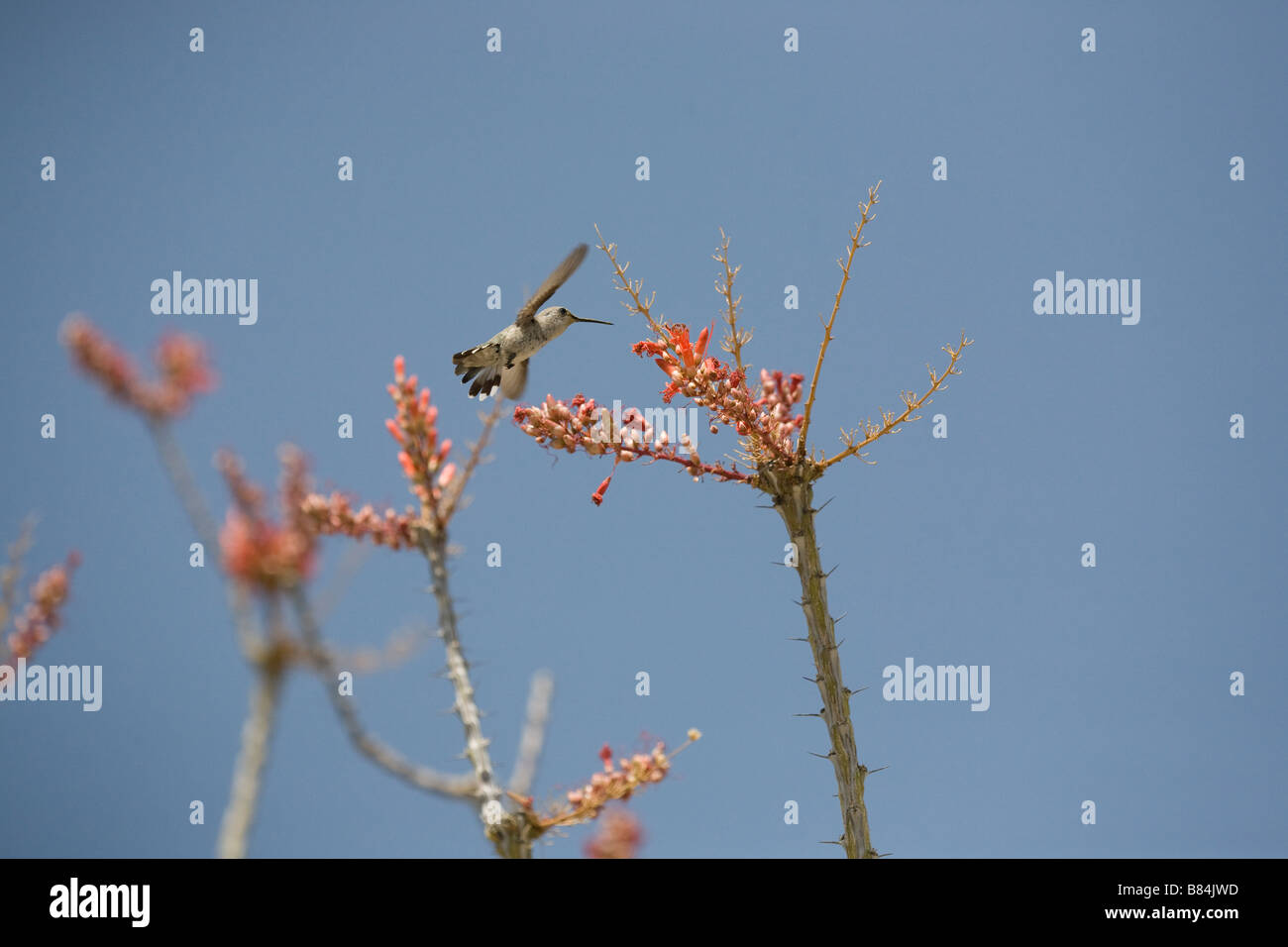 Eine weibliche Erwachsene Anna Hummingbird, Calypte Anna ernährt eine Ocotillo Blume, Fouquieria Splendens, im Joshua Tree National Park Stockfoto