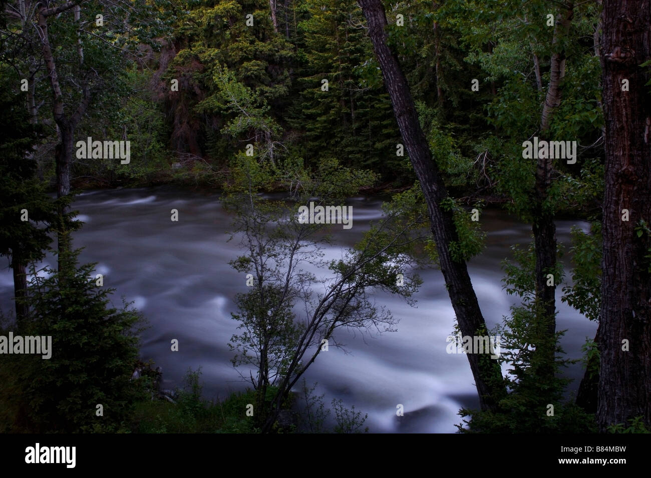 Strom durch die Bäume, Red Lodge, Montana, USA Stockfoto