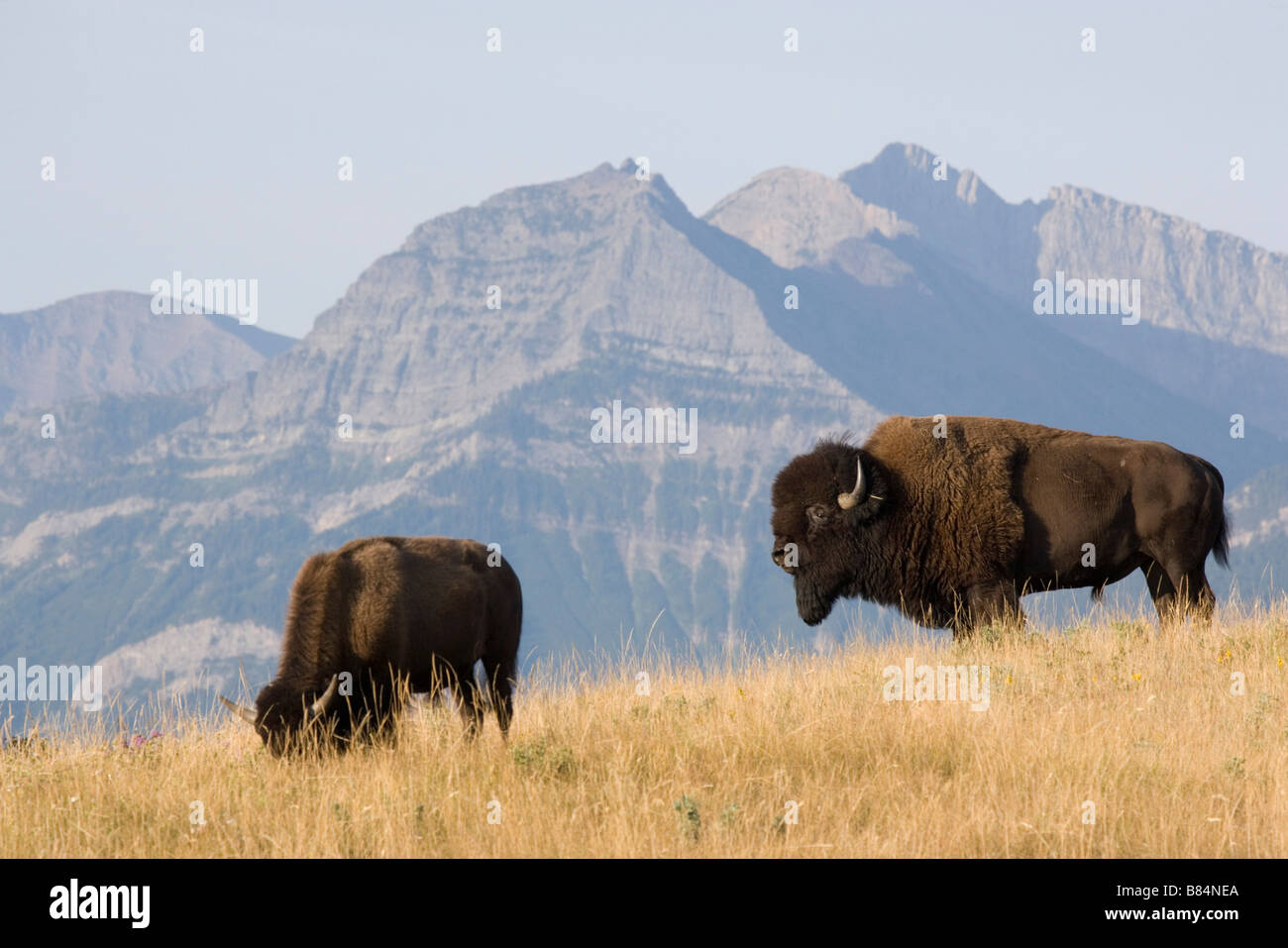 Buffalo in bergigen Ausläufern, Waterton Lakes National Park, Alberta, Kanada. Stockfoto