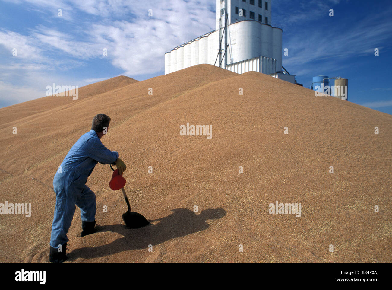 Arbeiter bei Grain Elevator mit überquellenden Weizen Ernte, MT Stockfoto