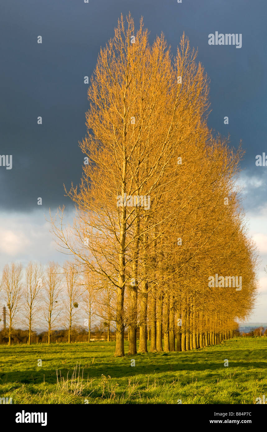 Frankreich-Reihe von Pappeln im zeitigen Frühjahr Sonnenlicht Stockfoto