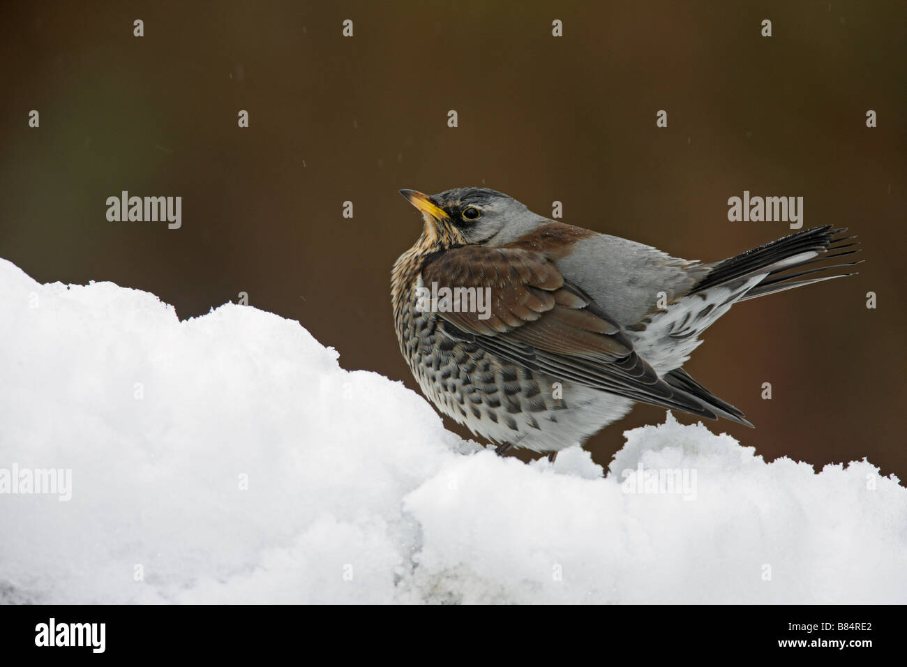 Wacholderdrossel Turdus Pilaris Potton Bedfordshire Stockfoto