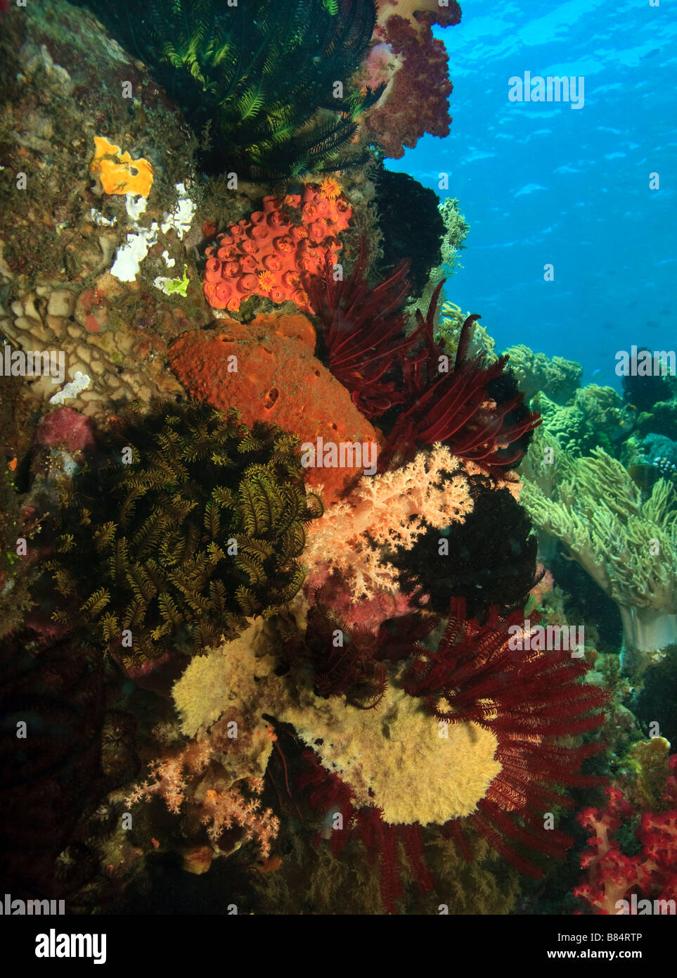 Unterwasser Korallenriff Szene von Weichkorallen in der Indo-Pazifik Stockfoto