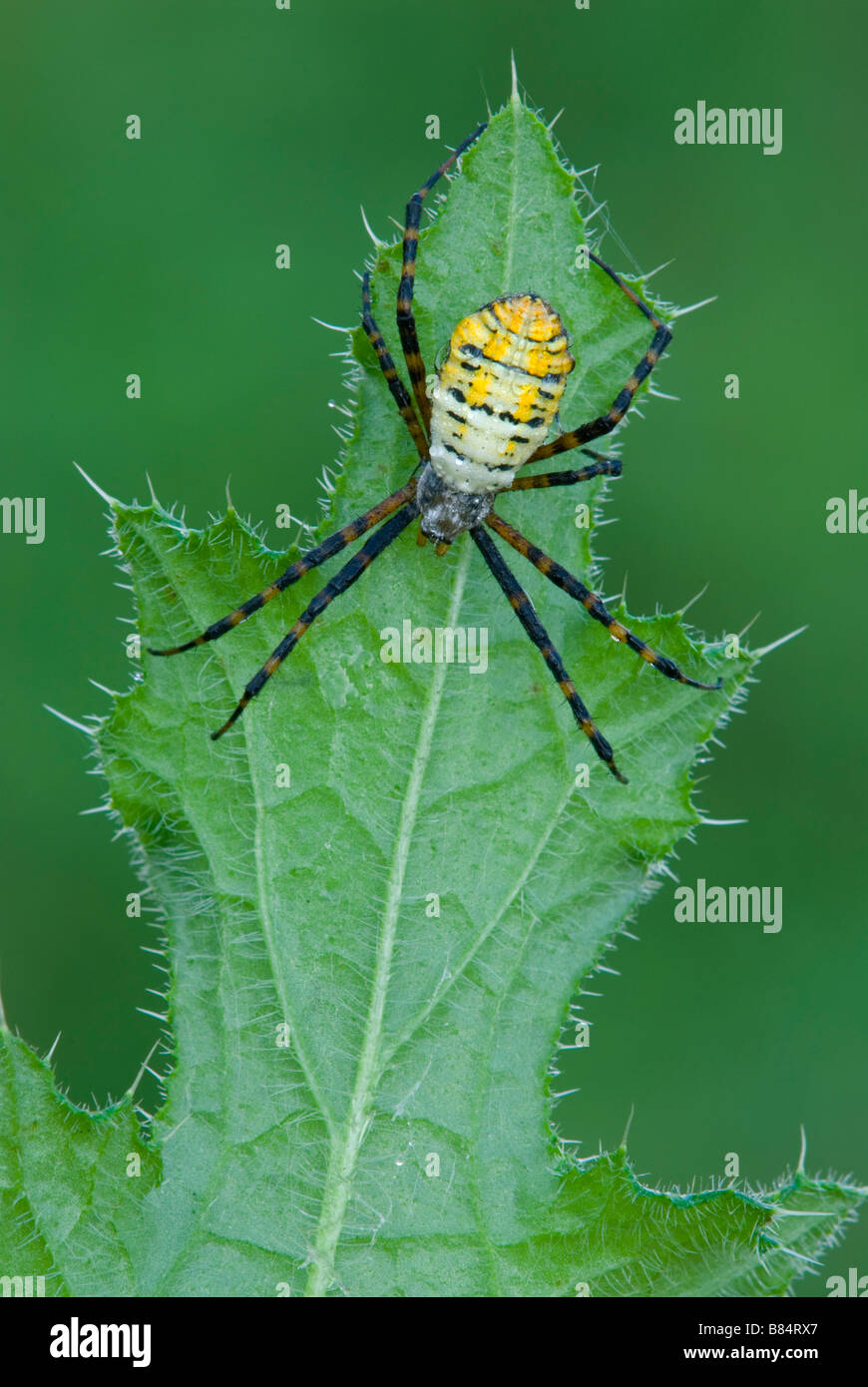 Garten oder Gebändert Argiope Spider Argiope trifasciata auf Thistle blatt Michigan USA, durch Überspringen Moody/Dembinsky Foto Assoc Stockfoto