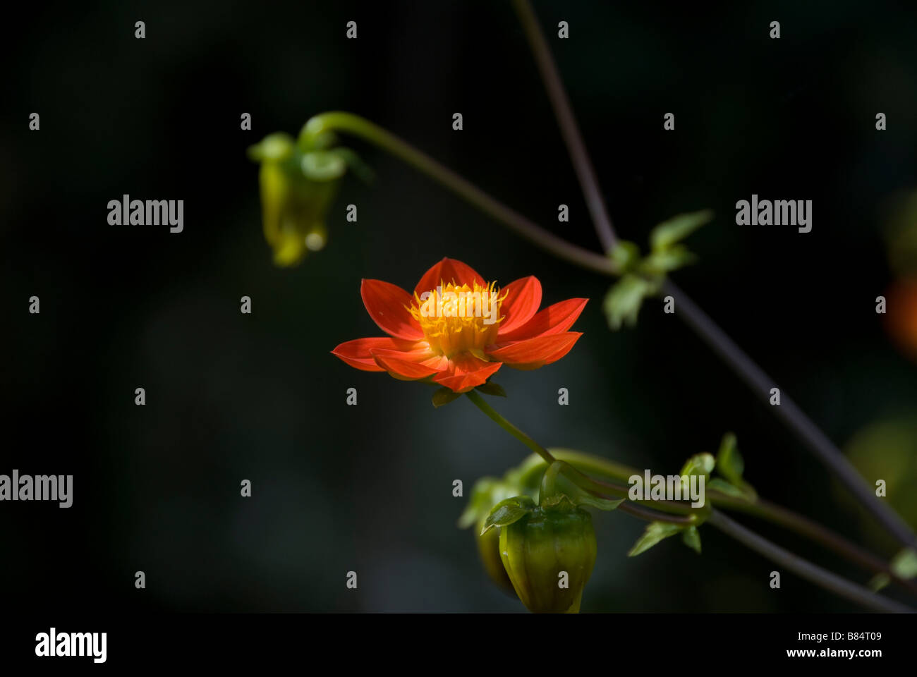 orange Blumen auf schwarzem Hintergrund Stockfoto