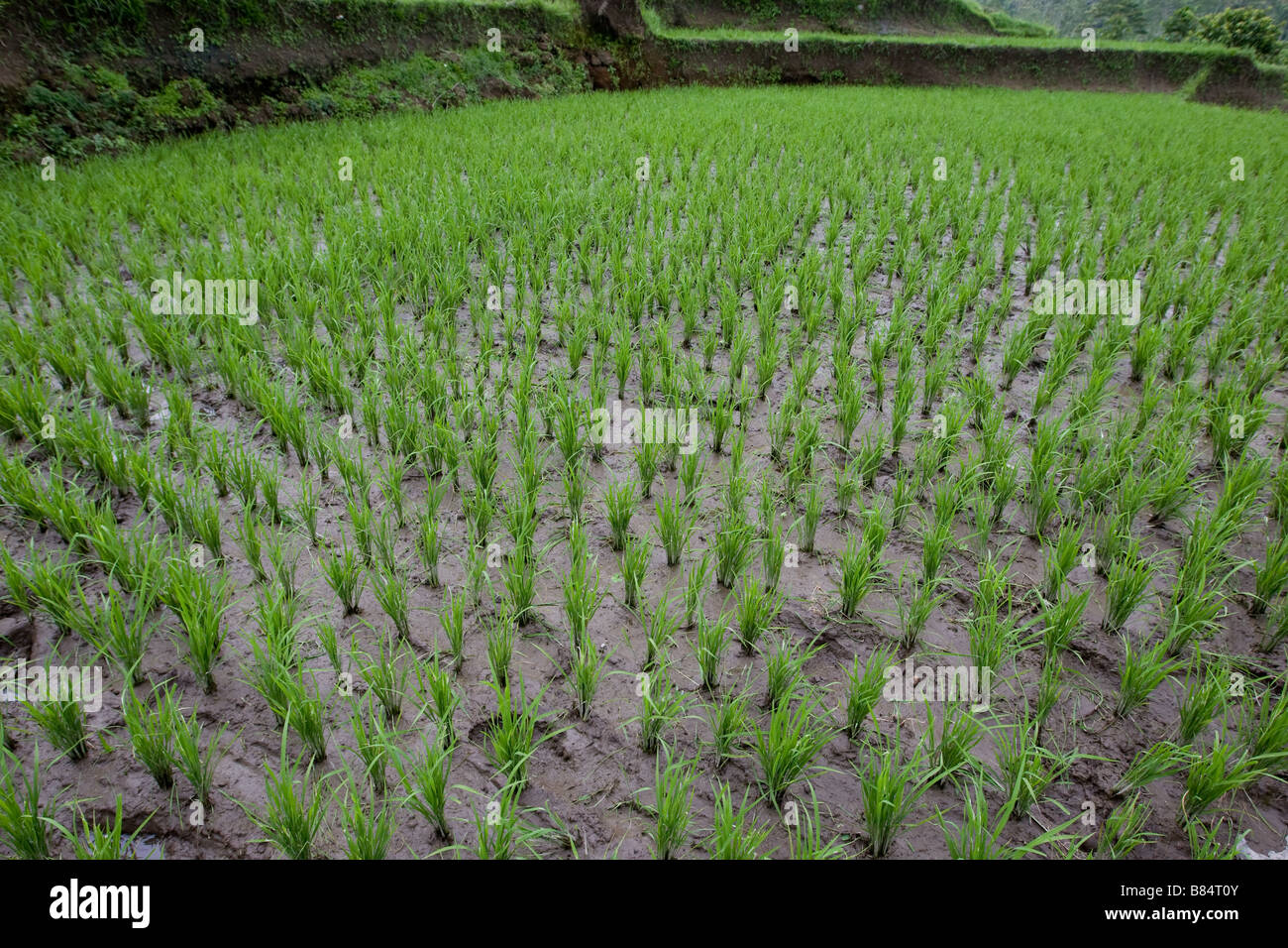 Reisfelder in der Nähe von Ubud, Bali Stockfoto