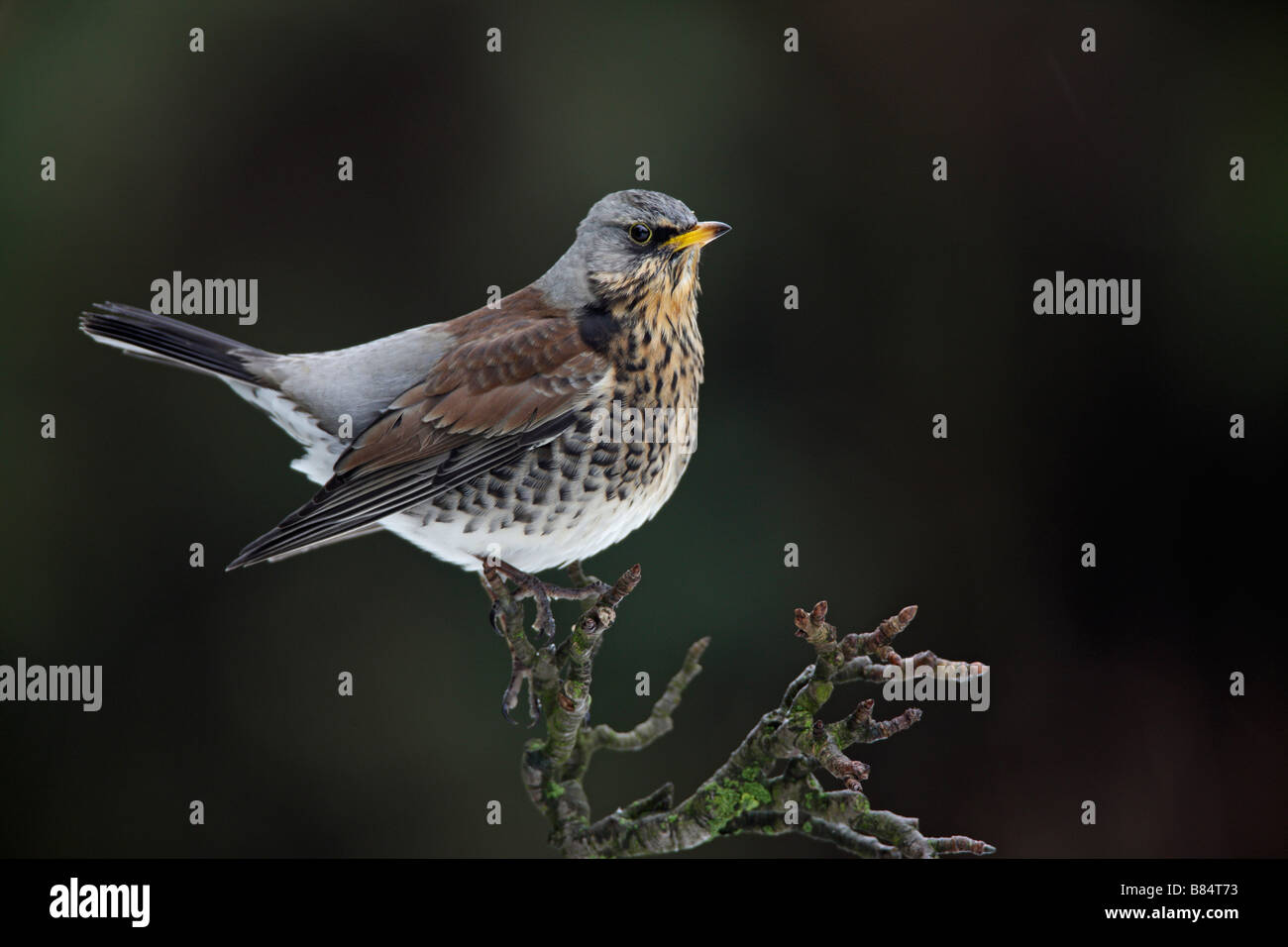 Wacholderdrossel Turdus Pilaris Potton Bedfordshire Stockfoto