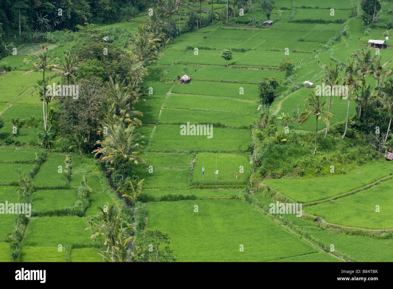 Reisfelder in der Nähe von Ubud, Bali Stockfoto